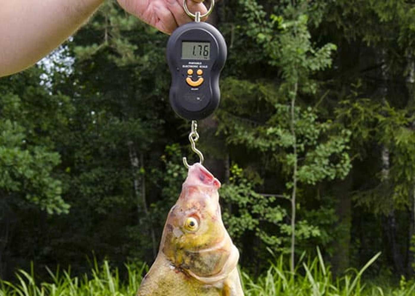 Berkley Digital Fish Scale with Tape-50: A Complete Review